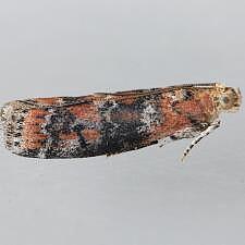 Sciota rubrisparsella