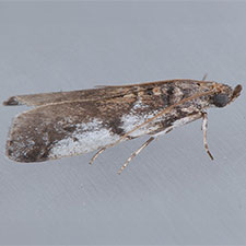 Laetilia coccidivora