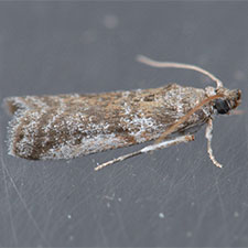 Laetilia coccidivora