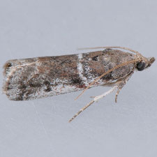 Laetilia coccidivora