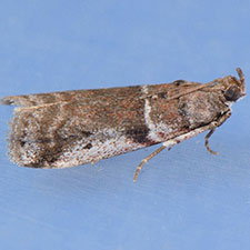 Laetilia coccidivora