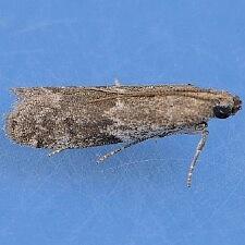 Eurythmia angulella