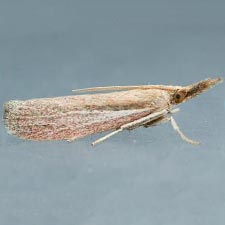 Peoria bipartitella