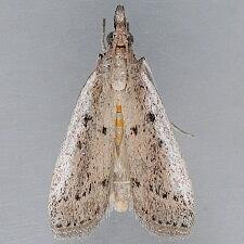 Goya stictella