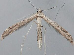 Lioptilodes albistriolatus