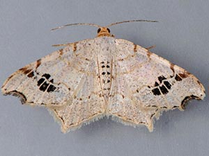 Macaria promiscuata