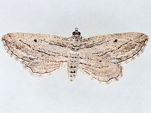 Hulstina exhumata