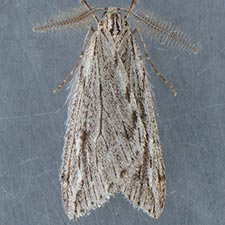 Paleacrita longiciliata