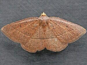 Episemasia cervinaria