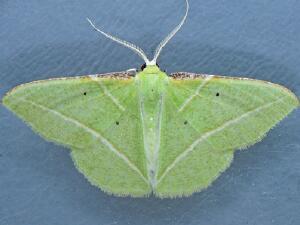 Dichorda illustraria