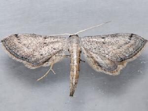 Euacidalia sericearia