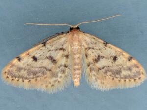 Idaea bonifata