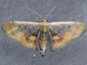 Idaea scintillularia