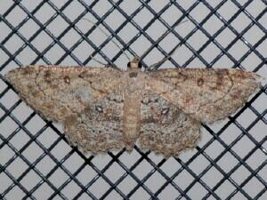 Cyclophora nanaria