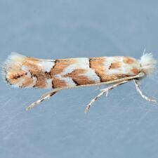 Phyllonorycter deserticola