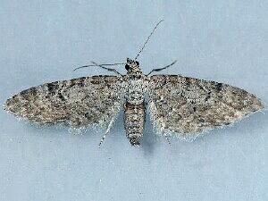 Eupithecia swettii