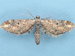 Eupithecia subapicata