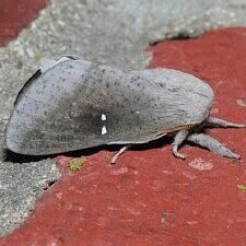 Syssphinx bicolor