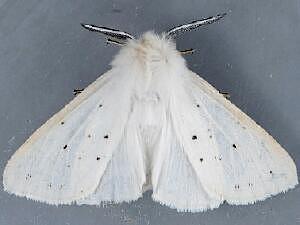 Spilosoma congrua