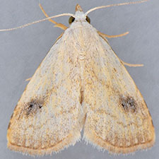 Rivula propinqualis