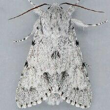 Acronicta lepusculina