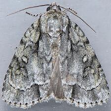 Acronicta vinnula