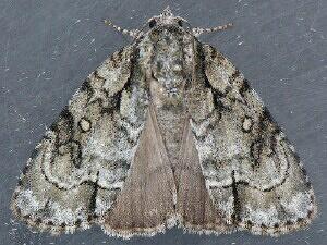 Acronicta vinnula