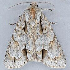 Acronicta morula