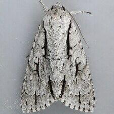 Acronicta lobeliae