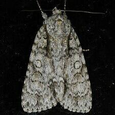 Acronicta clarescens