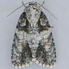 Acronicta increta