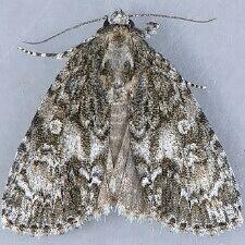 Acronicta retardata