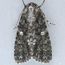 Acronicta afflicta