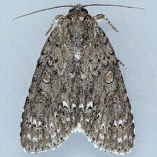 Acronicta impleta