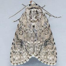 Acronicta impleta