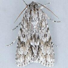 Acronicta longa