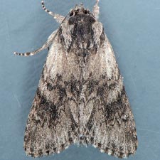 Acronicta othello