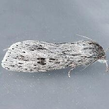 Acronicta oblinita