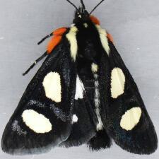 Alypia octomaculata