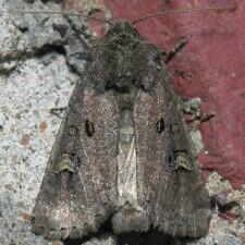 Resapamea passer