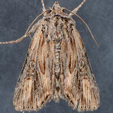 Aseptis susquesa