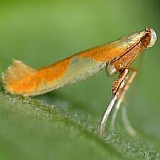 Caloptilia packardella