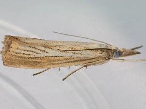 Agriphila straminella