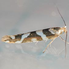 Argyresthia goedartella