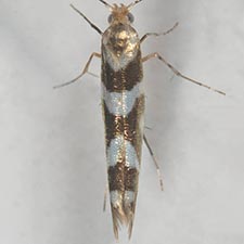 Argyresthia goedartella