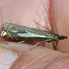 Crambus tutillus