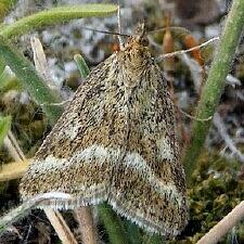 Pyrausta unifascialis