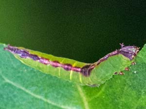 Cecrita cubana