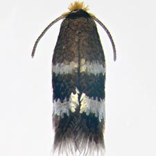 Stigmella ceanothi