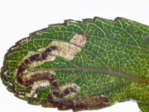 Stigmella ceanothi